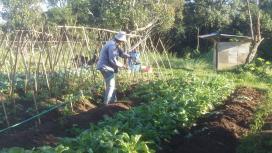 David, our sustainable farmer working in the market garden.